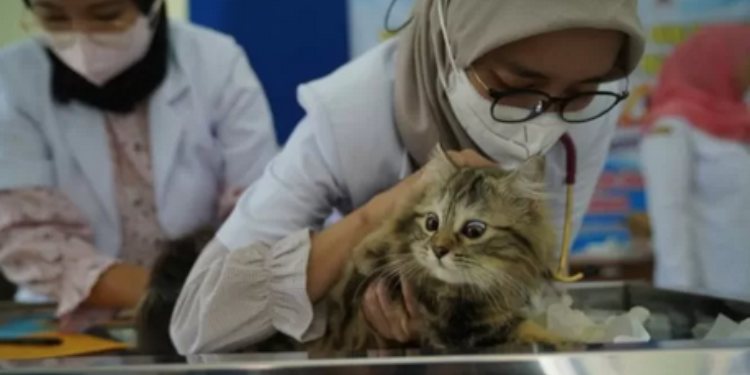 Masalah Kesehatan dari Hewan Peliharaan dan Tips Mengatasinya